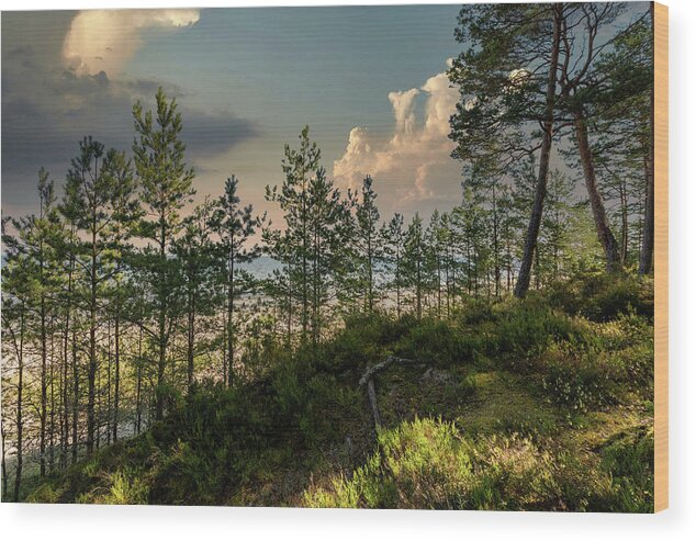 Dunescape #seascape#horizon# Blue Sky #impressive Clouds #trees#morning Sunshine #on The Beach#latvia Wood Print featuring the photograph View from dunes on the beach Latvia by Aleksandrs Drozdovs