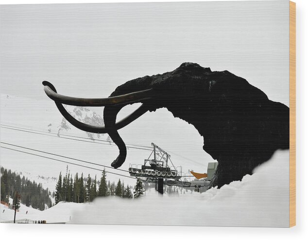 Woolly Wood Print featuring the photograph Woolly in a White Out, Mammoth Mountain, Mammoth Lakes, California by Bonnie Colgan