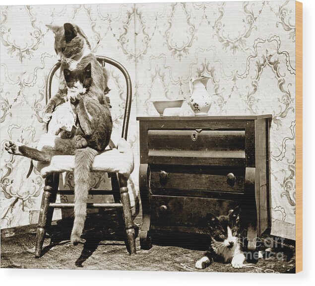 Fun With Cats Wood Print featuring the photograph Bath time for kitty circa 1900 historical photo Henry King Nourse by Monterey County Historical Society