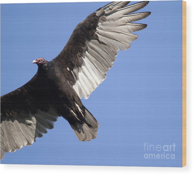 Vulture Wood Print featuring the photograph Vulture by Jeannette Hunt