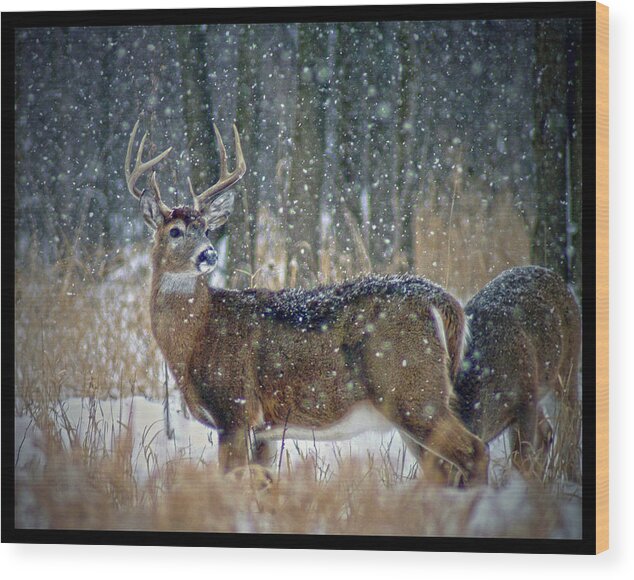 Deer Wood Print featuring the photograph 011110-4-a by Mike Davis