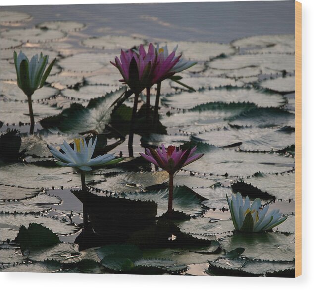 Lilly Wood Print featuring the photograph Lillies on the Lake by Kimberly Camacho