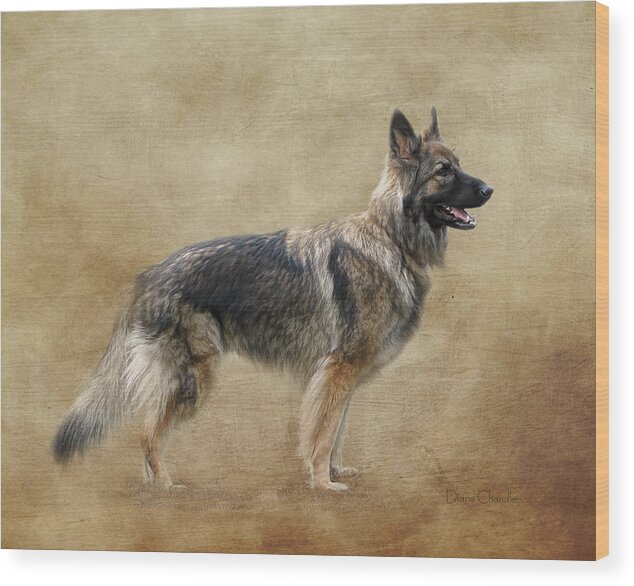 Dog Wood Print featuring the digital art Sadie by Diane Chandler