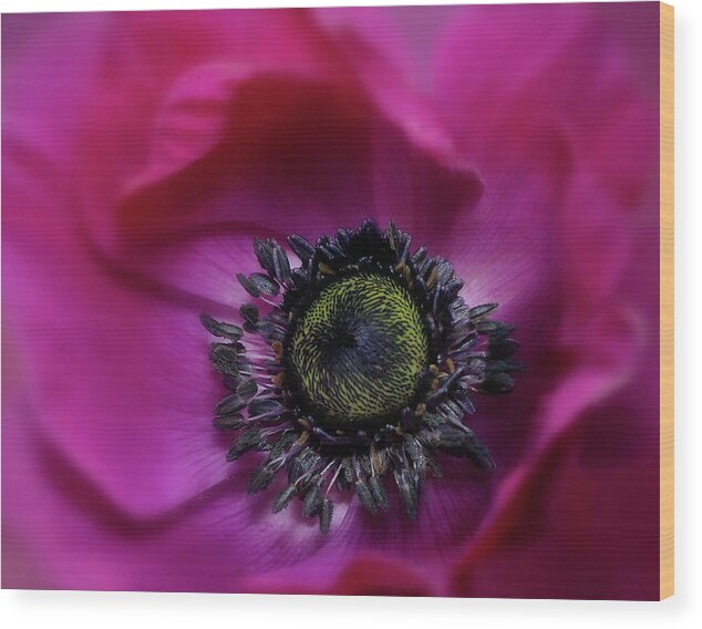 Florida Wood Print featuring the photograph Windflower by Carol Eade