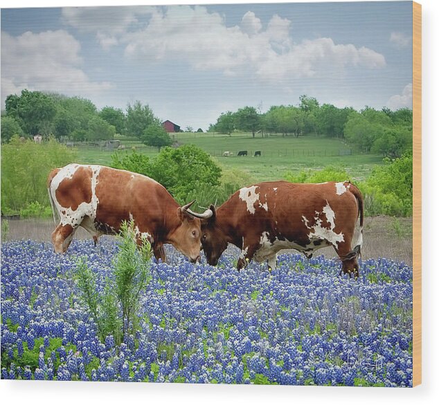 Longhorn Wood Print featuring the photograph Another Confrontation by Linda Lee Hall