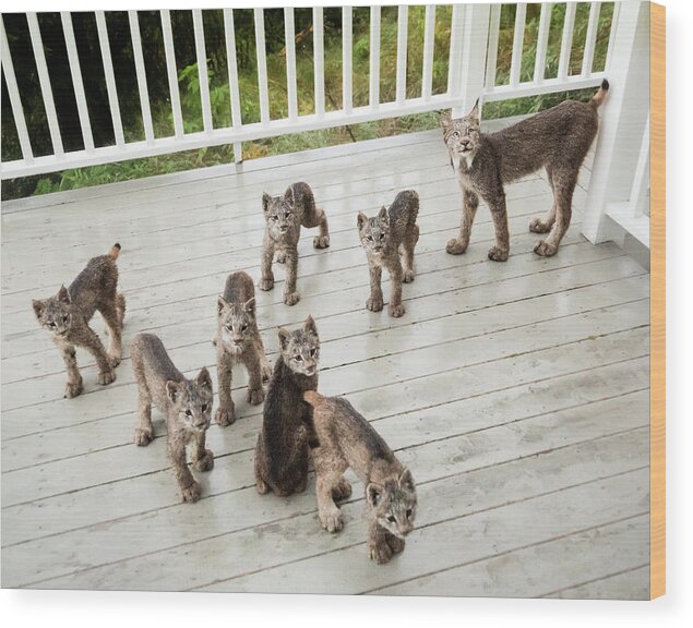 Lynx Wood Print featuring the photograph Lynx Family Portrait 11x14 by Tim Newton
