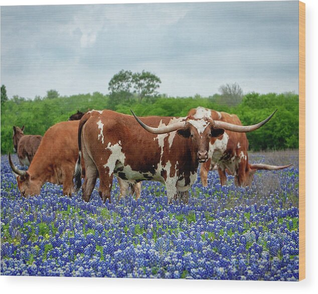 Longhorn Wood Print featuring the photograph Mr. T and the Crew by Linda Lee Hall