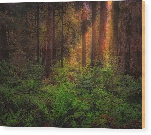 Hoh Wood Print featuring the photograph HOH Rain Forest by Thomas Hall