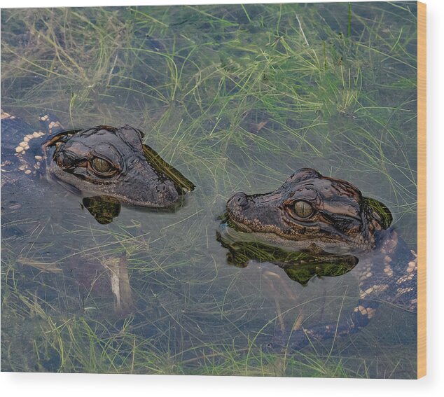 Aligator Wood Print featuring the photograph Baby Aligatots by Larry Marshall
