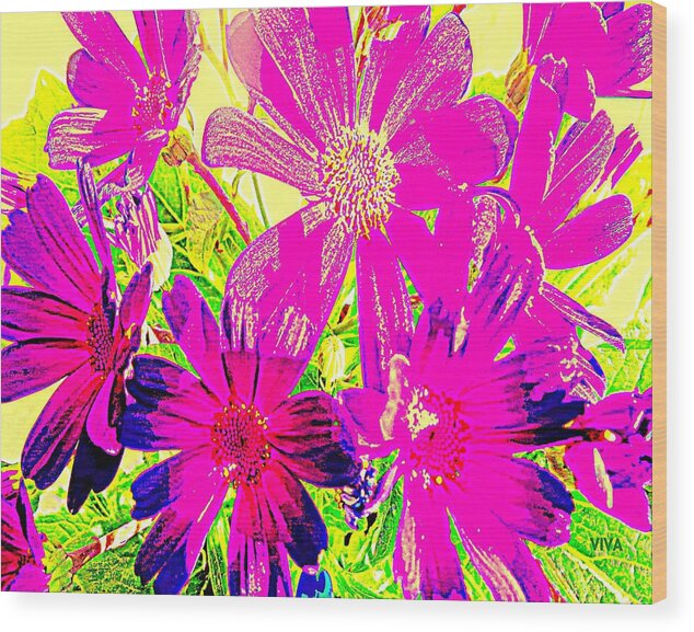 Pink Wood Print featuring the photograph HOT PINK CINERARIA - For Kay by VIVA Anderson