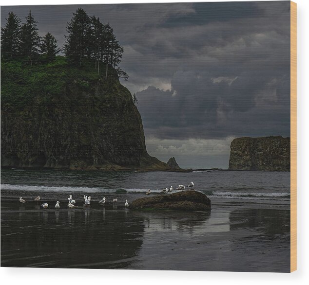 Seagulls Wood Print featuring the photograph Seagulls by Thomas Hall