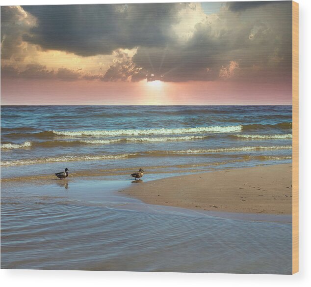 Riga Gulf Wood Print featuring the photograph Ducks Under The Pink Rays Of Sun Latvia by Aleksandrs Drozdovs