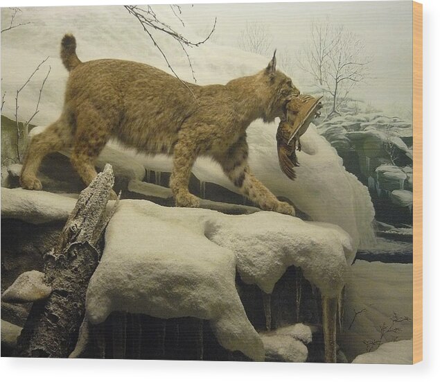 Wildlife Wood Print featuring the photograph Bobcat Diorama #2 by Mary Ann Leitch