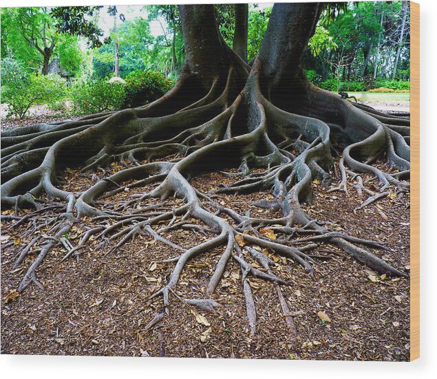 Moreton Bay Fig Tree Wood Print featuring the photograph Get to the Root of it by Susan Duda