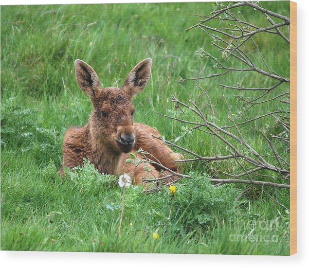 Moose Wood Print featuring the photograph Moose Calf under Willow by Phil Banks