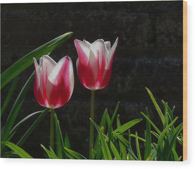 Cheekwood Wood Print featuring the photograph Pink and White Tulip by Paula Ponath