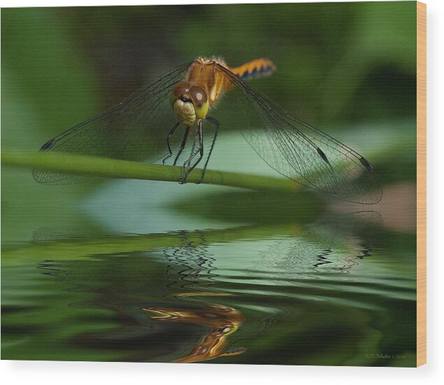 Dragonfly Wood Print featuring the photograph Reflecting by WB Johnston