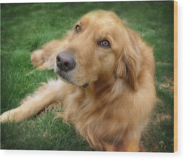 Dog Wood Print featuring the photograph Sweet Golden Retriever by Larry Marshall