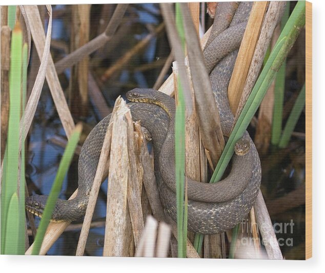 Nerodia Sipedon Wood Print featuring the photograph Three Cuddling Snakes by Jeannette Hunt