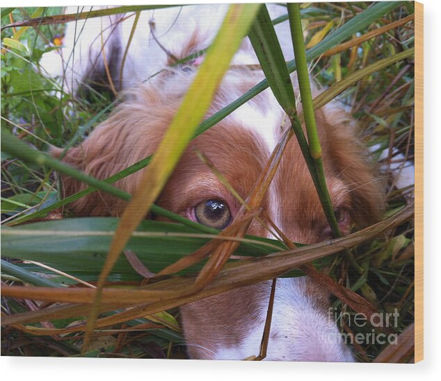 Pet Wood Print featuring the photograph Artemis Hides by Xine Segalas