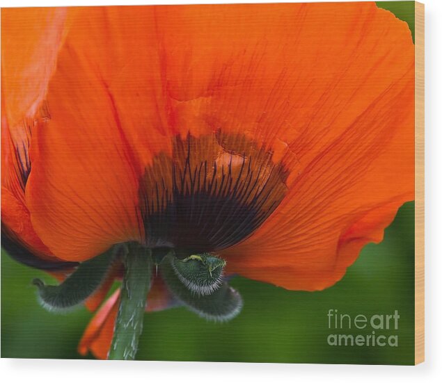 Poppy Wood Print featuring the photograph Poppy Close-up by Lutz Baar