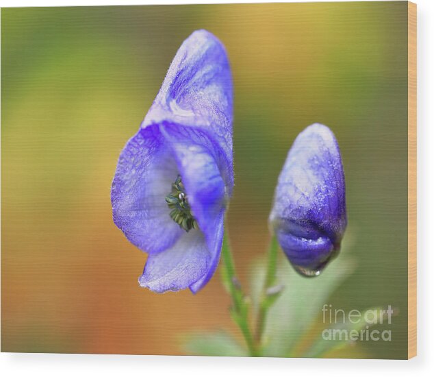 Flower Wood Print featuring the photograph Wolf's bane flower #3 by Nick Biemans