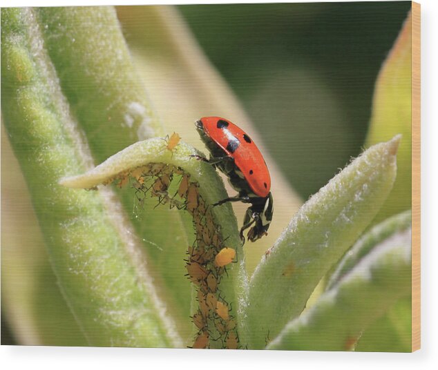 Ladybug Wood Print featuring the photograph What Lies Beneath by Donna Kennedy