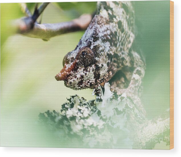 Chameleon Wood Print featuring the photograph Short-horned Chameleon 1 by Claudio Maioli