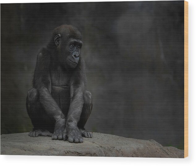 Larry Marshall Photography Wood Print featuring the photograph Little Chimp 4 by Larry Marshall