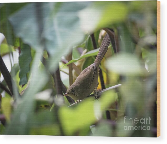 Bird Wood Print featuring the photograph Madagascar Brush Warbler by Claudio Maioli