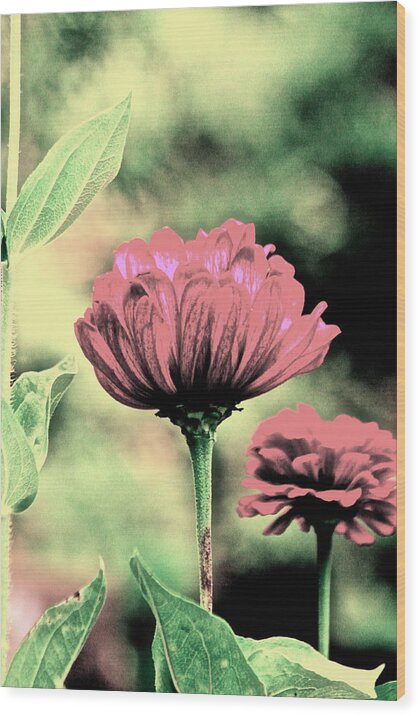 Flowers Blooms Wood Print featuring the photograph Sultry Summer by Gillis Cone