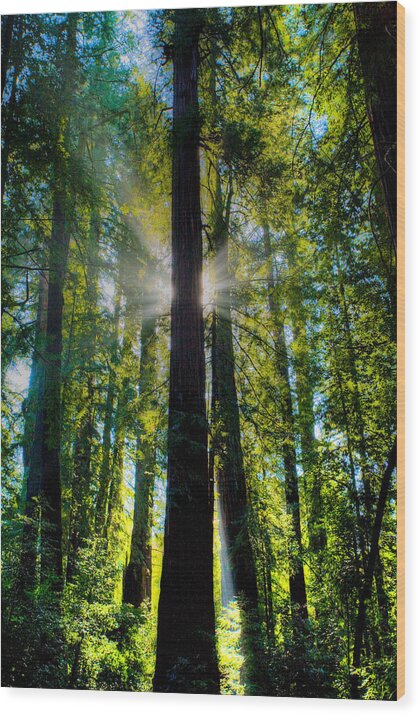 Trees Wood Print featuring the photograph Sunlight by Tommy Farnsworth