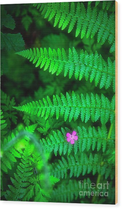 Pink Wood Print featuring the photograph Lone Pink Herb-Robert Flower with Braken Fern by Bruce Block