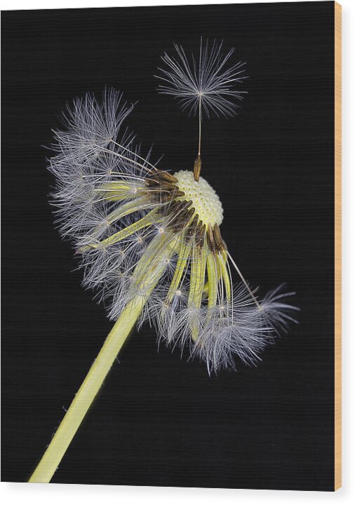 Dandelion Wood Print featuring the photograph Make A Wish by Ken Barrett