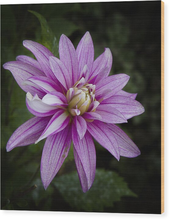 Purple Pink Dahlia Wood Print featuring the photograph Purple Pink Dahlia by Ken Barrett