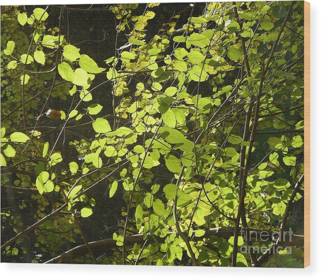 Spring Wood Print featuring the photograph Green Leaves by Mark Messenger