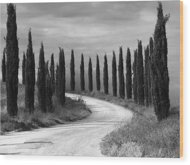 Tuscany Wood Print featuring the photograph Tuscan cedars by Hugh Smith