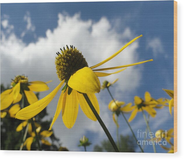 Bandon Beach Wood Print featuring the photograph Blue yeller by Trish Hale