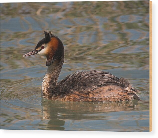 Grebe Wood Print featuring the photograph Great Crested Grebe by Claudio Maioli