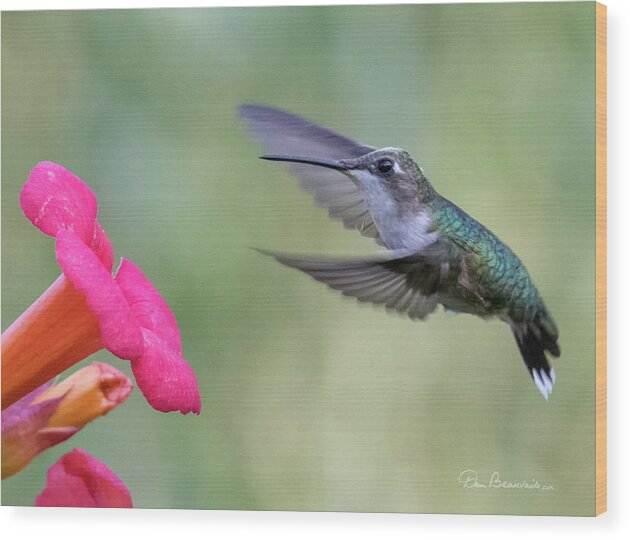 Hummingbird Wood Print featuring the photograph Ruby-throated Hummingbird 9693 by Dan Beauvais