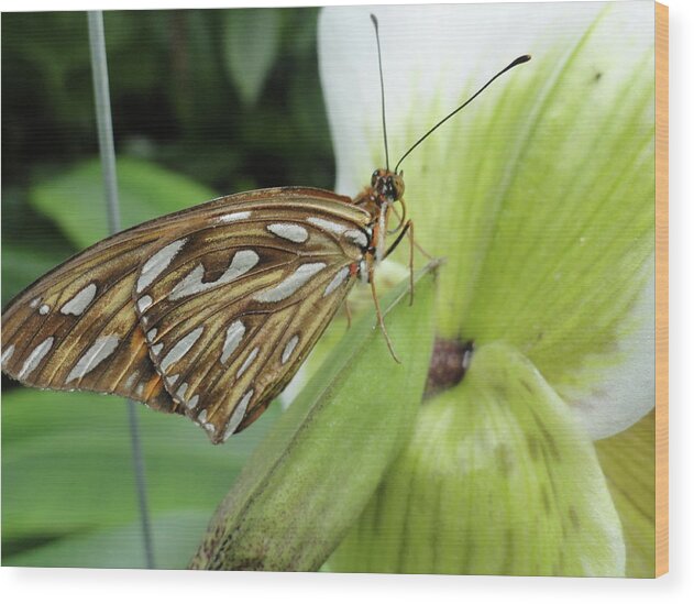 Butterfly Wood Print featuring the photograph We'll See You There by Trish Hale