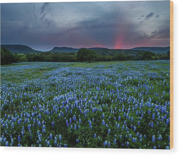  Wood Print featuring the photograph Bluebonnets At Saddle Mountain by Johnny Boyd