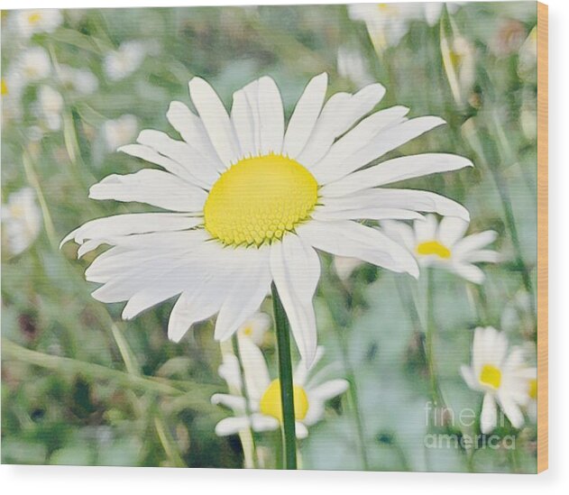 Floral Photograph Wood Print featuring the photograph Happy for Daisies by Carol Riddle