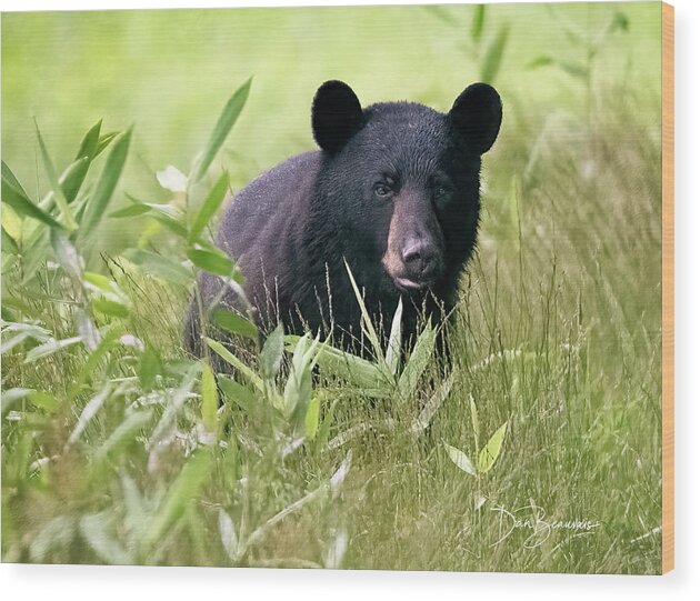 Bear Wood Print featuring the photograph Curious Yearling #2470 by Dan Beauvais