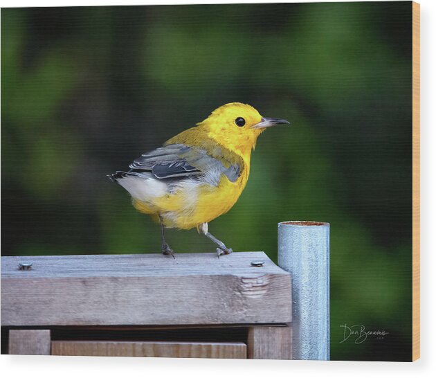 Prothonotary Warbler Wood Print featuring the photograph Prothonotary Warbler #3215 by Dan Beauvais