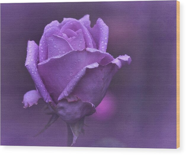 Purple Rose Wood Print featuring the photograph Lila Rose by Richard Cummings