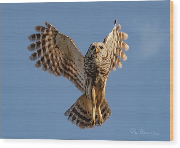 Owl Wood Print featuring the photograph Barred Owl in Flight 0130 by Dan Beauvais
