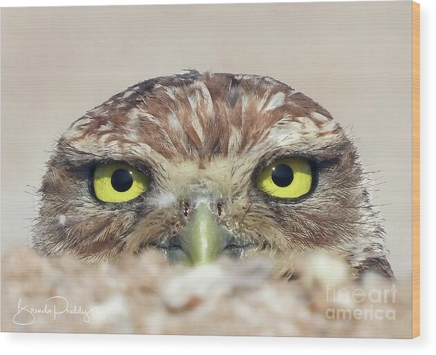 Burrowing Owls Wood Print featuring the photograph Who's There by Brenda Priddy