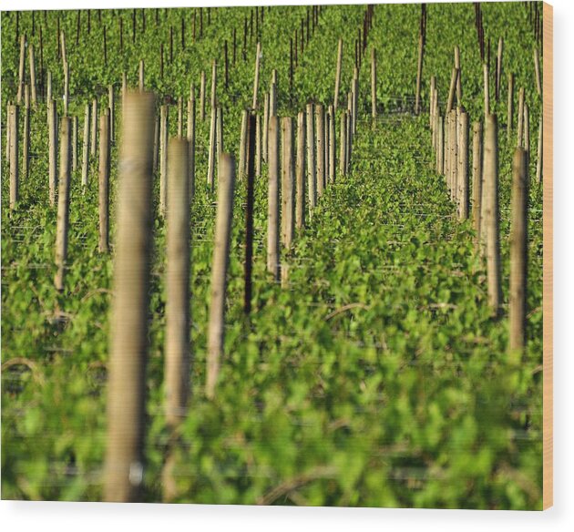 Willamette Wood Print featuring the photograph Vineyard Poles 24119 by Jerry Sodorff