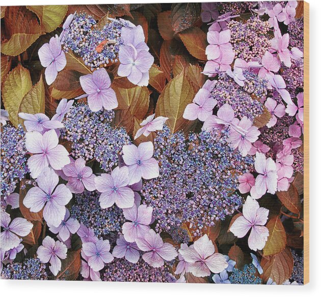 Garden Flowers Purple Yellow Gold Blue Wood Print featuring the photograph Garden Flowers by Lawrence Knutsson